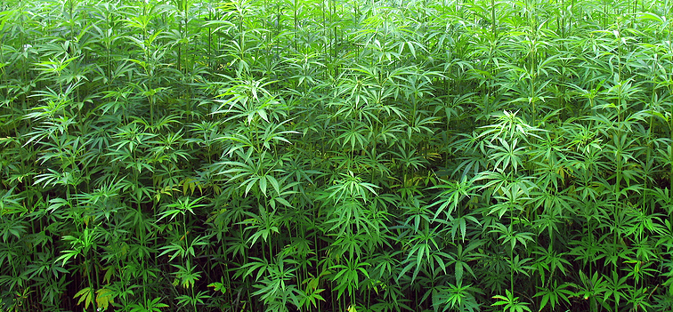 Semillas de cannabis puras o landrace