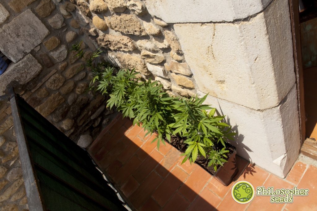 Small outdoor grow space with a few autoflowering varieties in pots