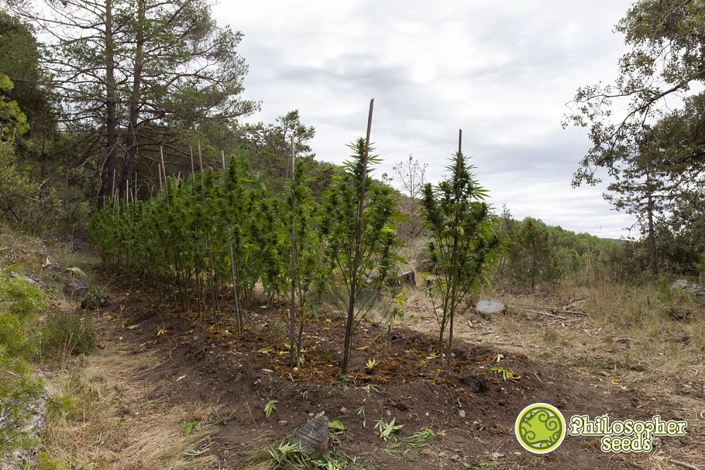 Marihuana im Freien direkt auf dem Boden angebaut in einem Guerilla Anbau