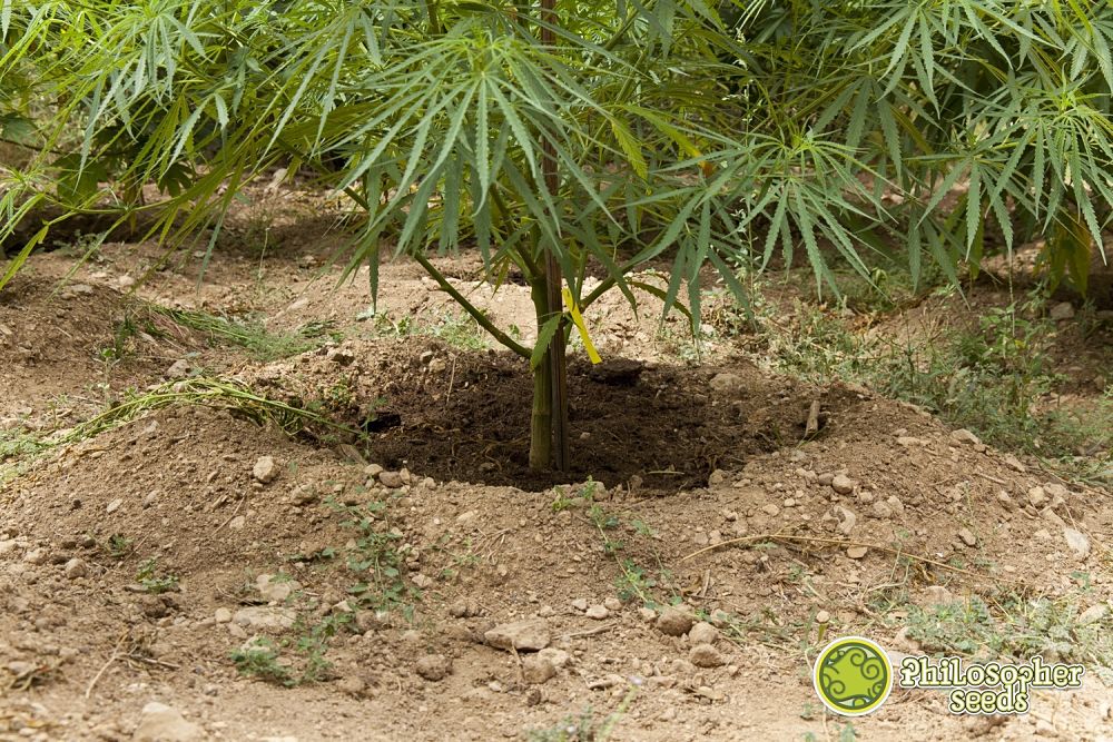 En cultiu exterior de cànnabis és important regenerar la terra quan el cultiu és directe en el sòl