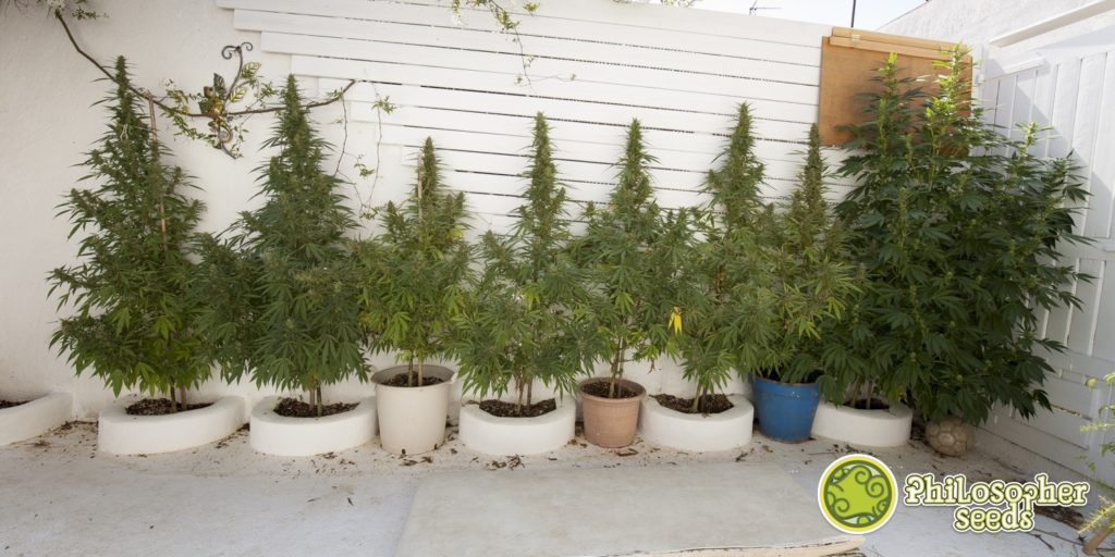 Cultivo exterior de marihuana en fase de floración avanzada