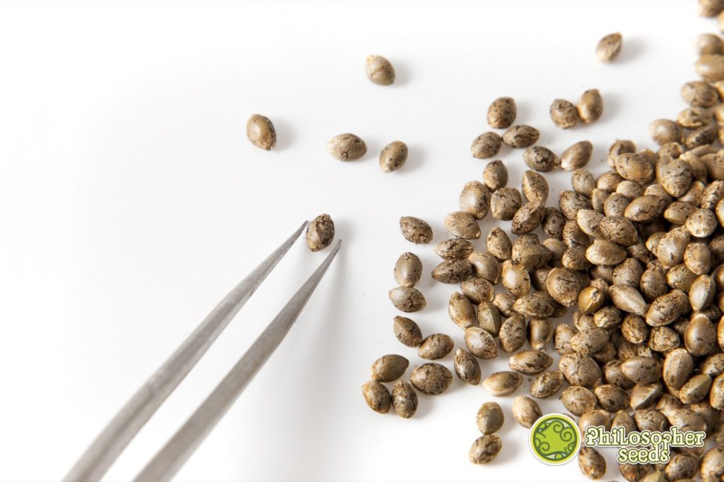 Escoger variedades de semillas de marihuana que se adapten a las condiciones ambientales