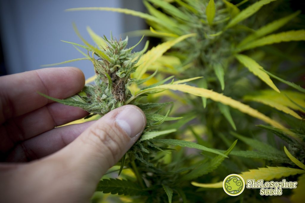 Planta de marihuana cultivada en exterior afectada por botrytis