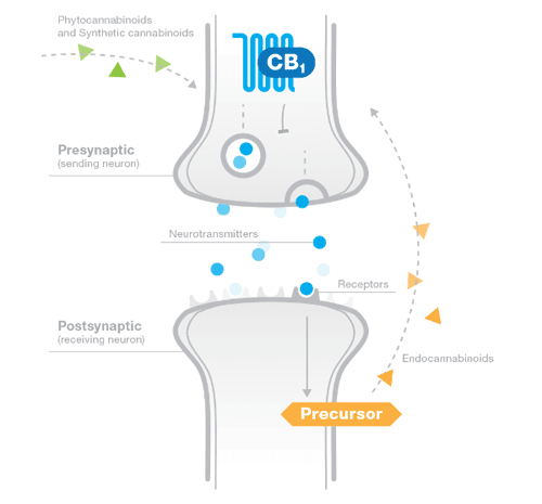 La ciència del sistema endocannabinoid