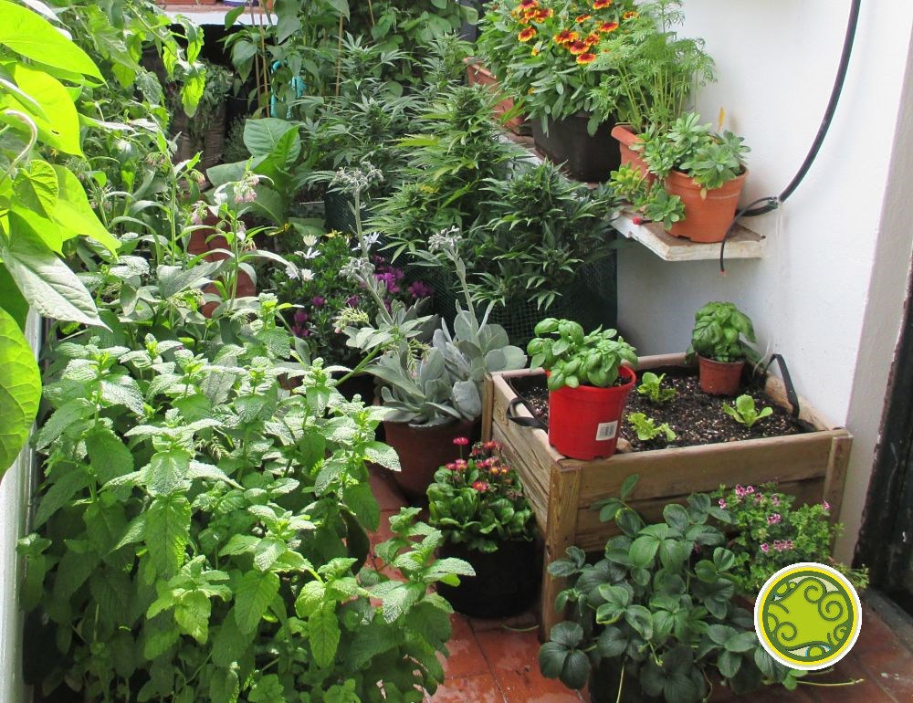 Les plantes de cànnabis camuflades entre plantes aromàtiques, ens pot ajudar també a dissipar l'olor.