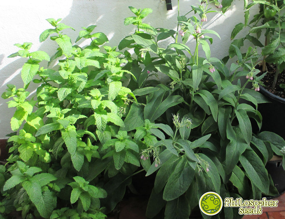 Mint and comfrey, one is a repellent plant and the other a companion plant, both are allies of cannabis growers