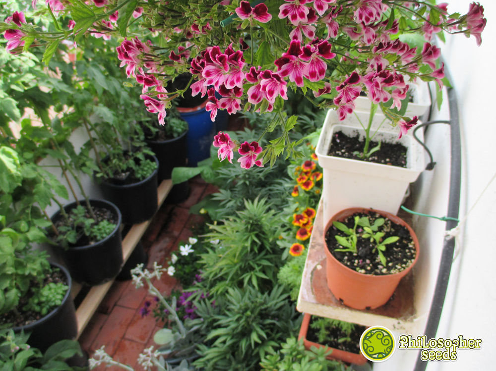 Autoflorecientes Philosopher Seeds integradas en un policultivo, todo un jardín comestible y fumable