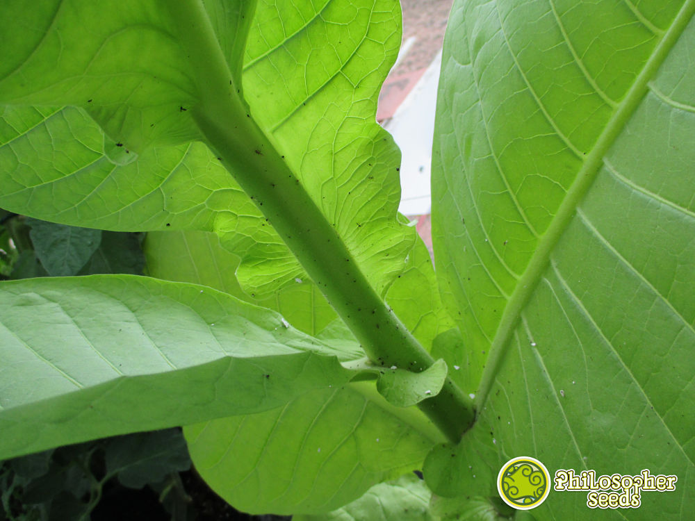 Le tabac comme plante piège attire avec la nicotine les insectes qui restent attrapées dans ses feuilles.