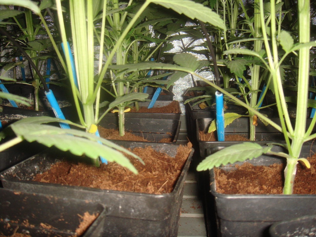 Lavaggio delle radici di marijuana alla fine della fioritura