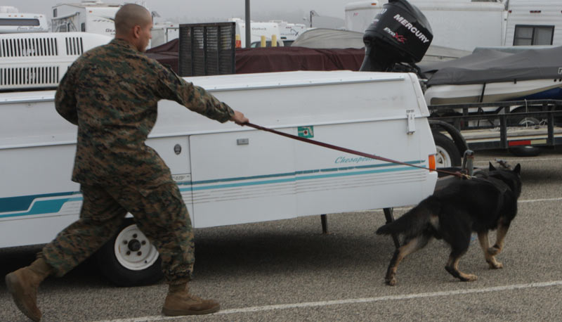 Un perro detector haciendo su trabajo