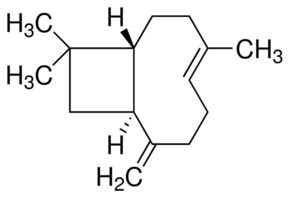 Beta-cariofileno, o terpeno detectado por cães