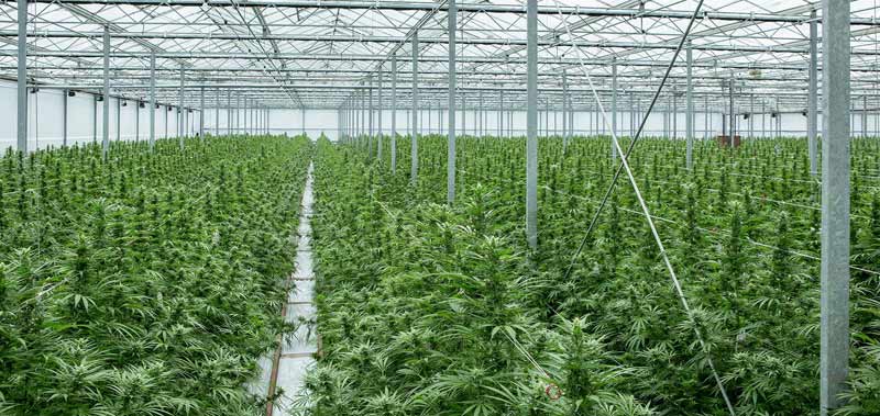 GW Pharmaceuticals have a secret grow-op in the UK, licensed by the government