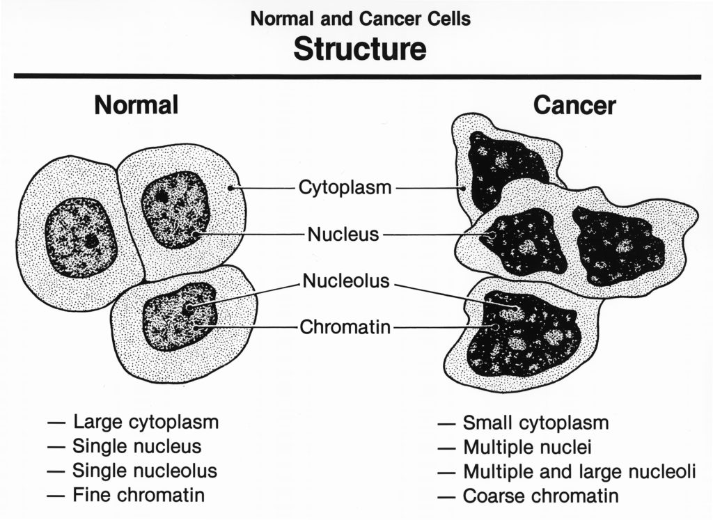 Normal and cancer cells