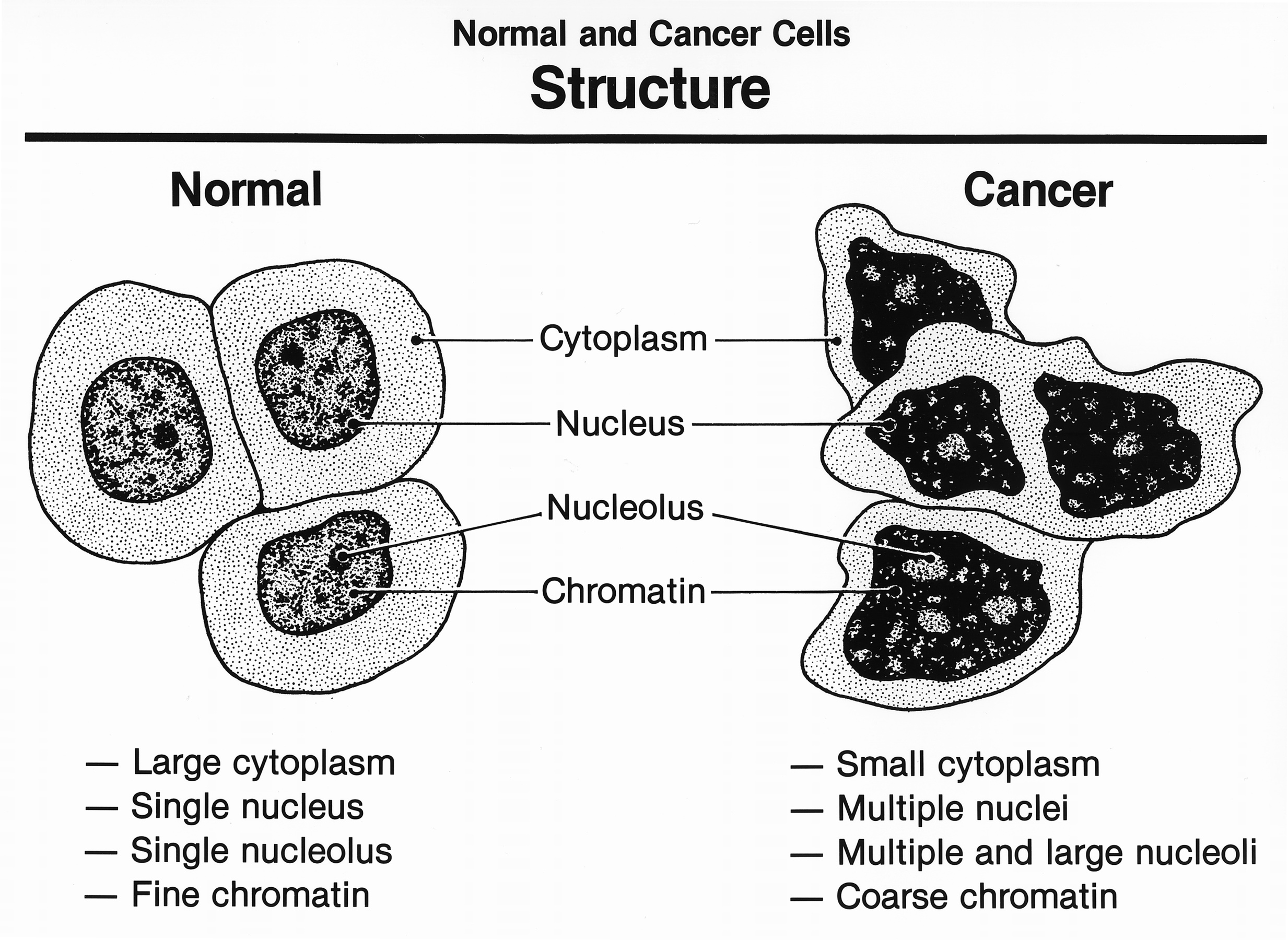 Células normales y células cancerosas