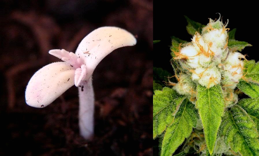 Cannabis Albinos – Lubema (Arcuma)