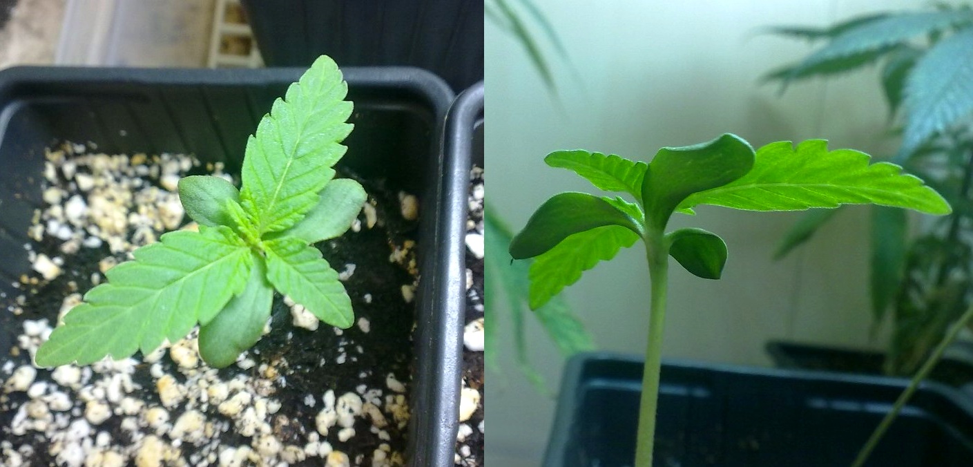 Filotaxia Vertilizada - Cannabisguru (Arcuma)