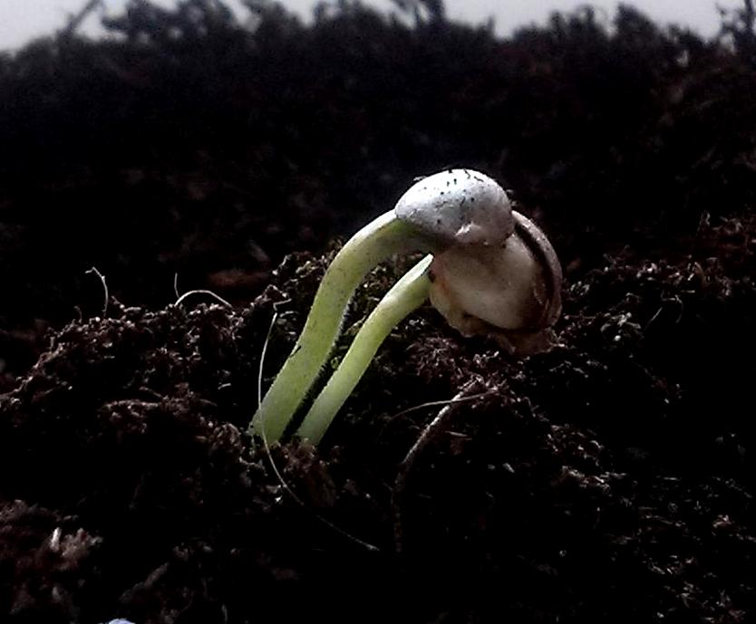 Semilla poliembriónica - Lubema (Arcuma)