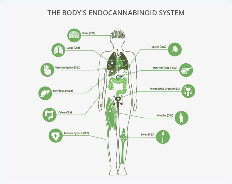 The endocannabinoid system. Image: cannainsider.com