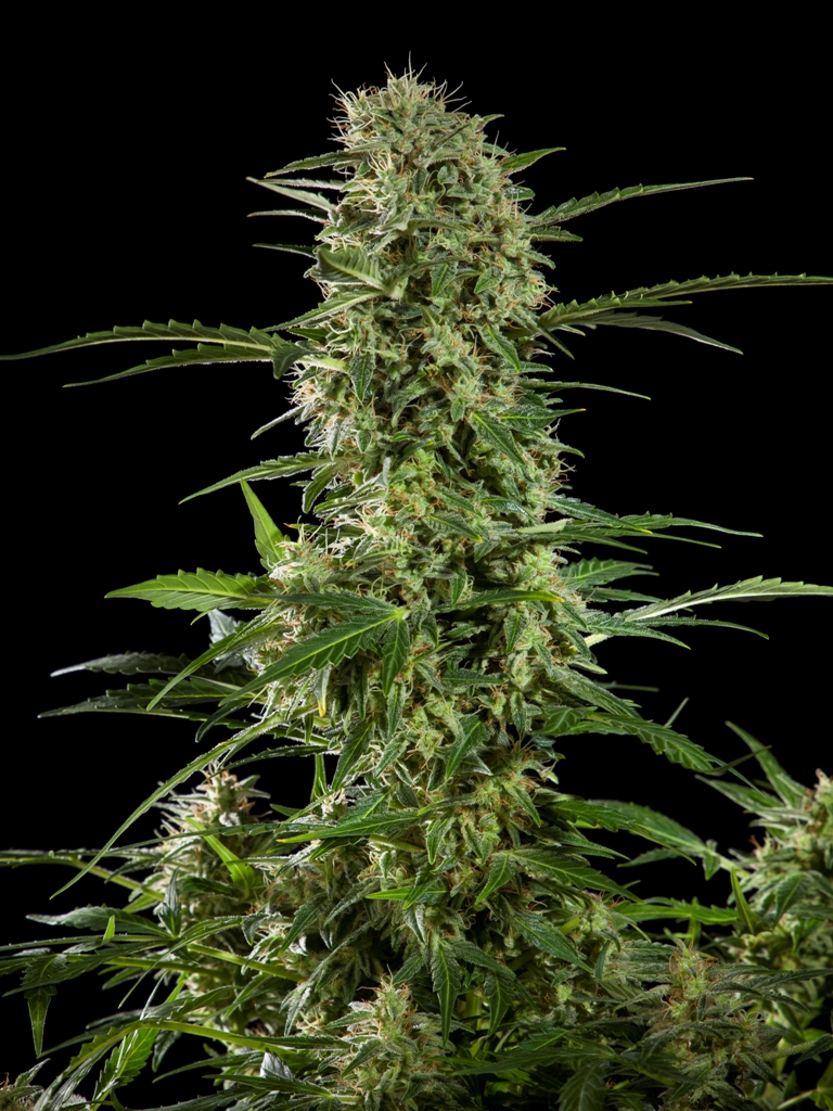 Questions Frequentes Lors De La Culture De Cannabis Autofloraison Philosopher Seeds