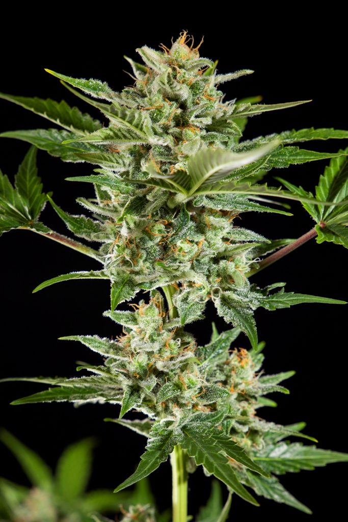 Fraggle Skunk Auto, super resinosa