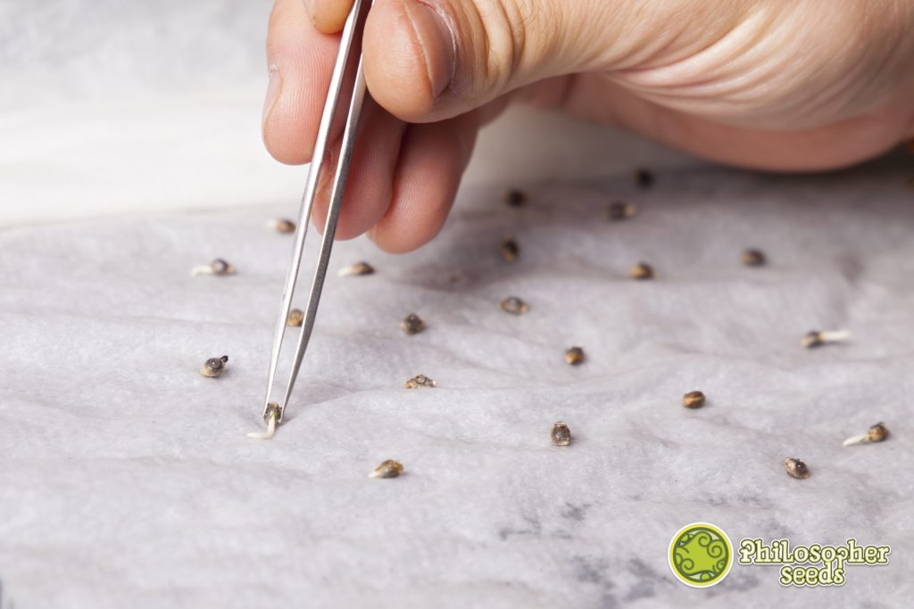 Orange Candy seeds