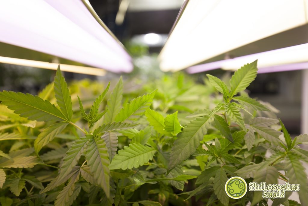 Vegetative cannabis growth