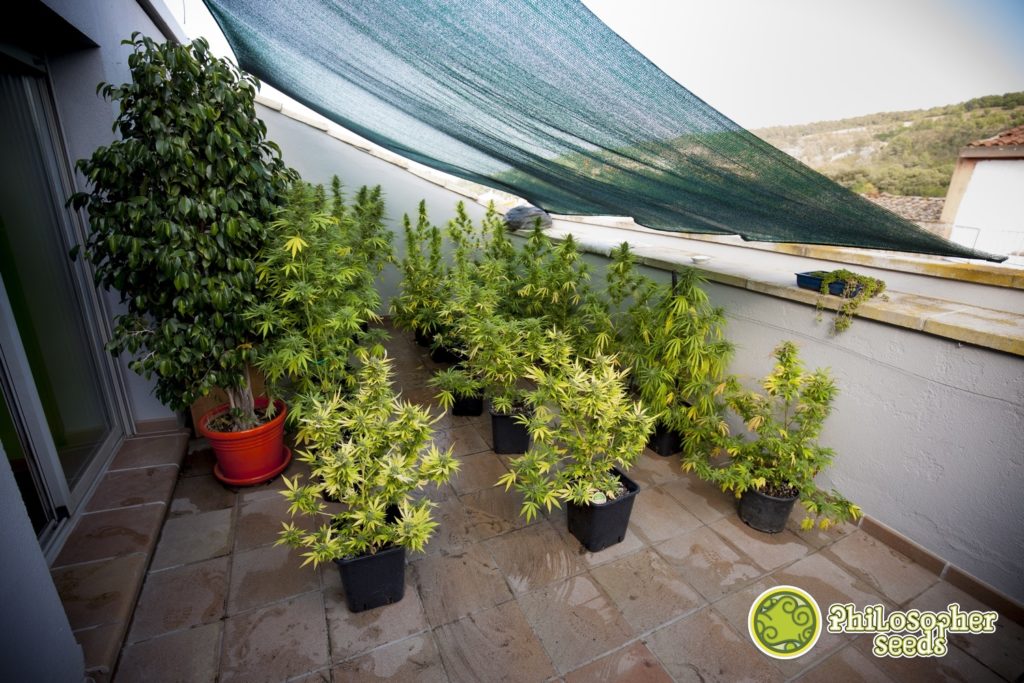 Outdoor cannabis grow