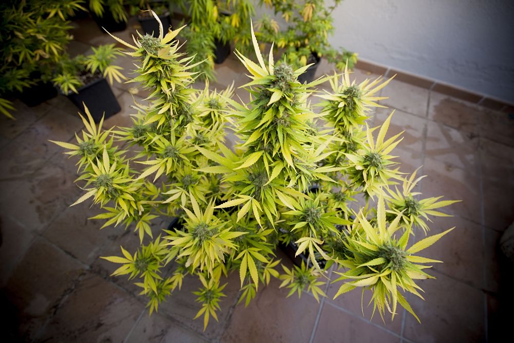 After flushing the roots at the end of flowering, the plant should look like this Orange Candy which is ready to harvest
