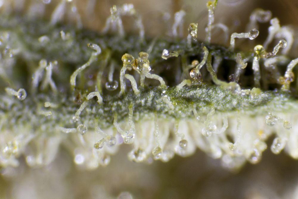 Trichomes showing the resin beginning to oxidise, taking on the characteristic amber colour indicating the plant is mature