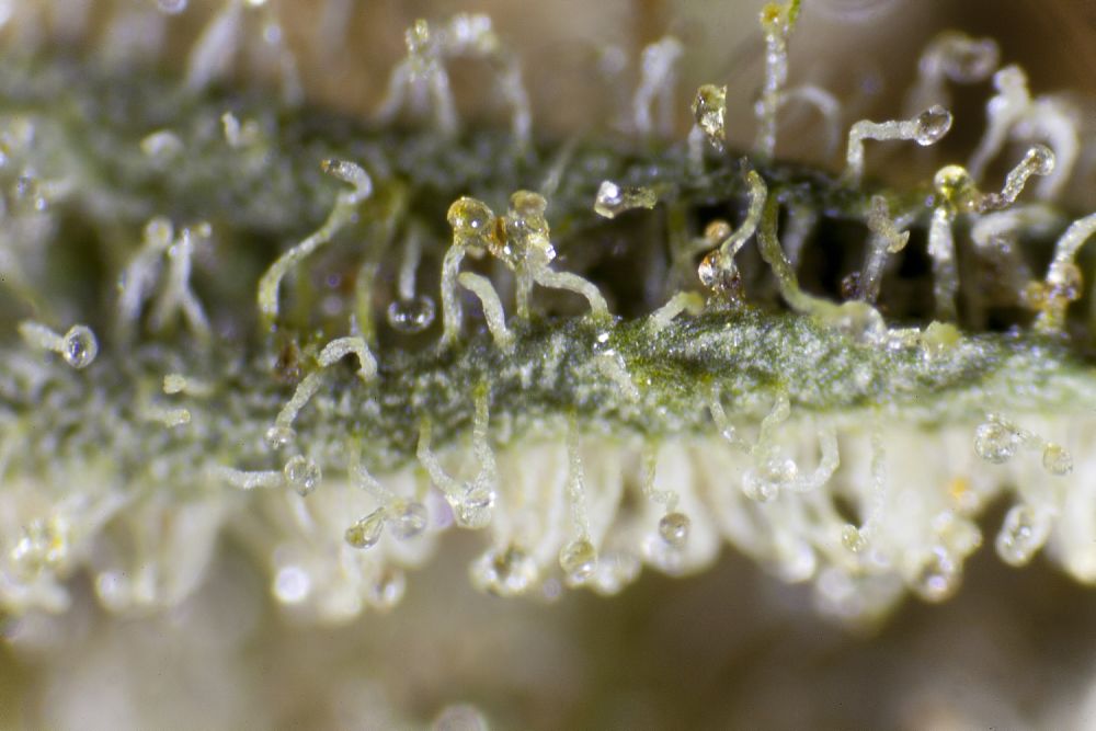 Trichomes où la résine commence à s’oxyder prenant la couleur ambrée caractéristique indiquant que la plante est mature.