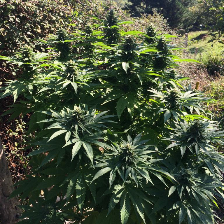 Guerrilla growing cannabis