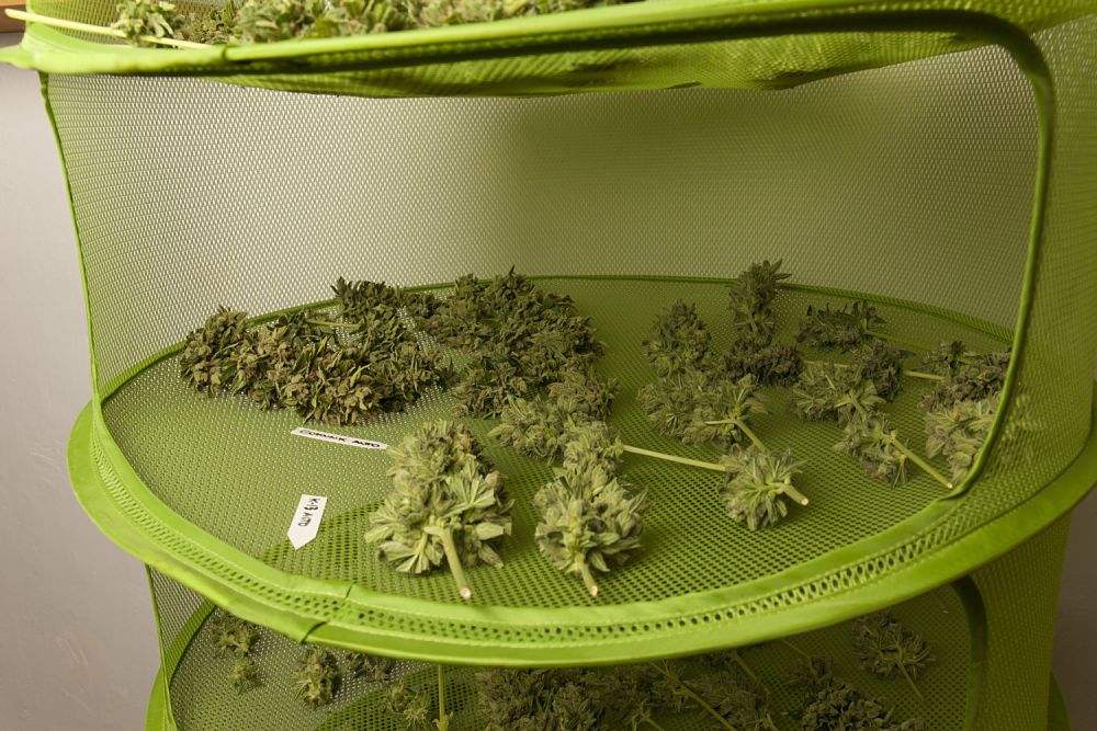 A screen mesh dryer is a great option for drying the branches and cannabis buds