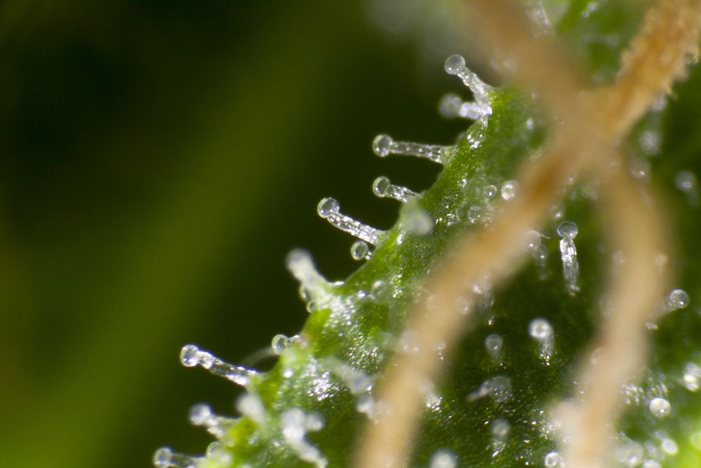 Trichomes with clear resin, indicating that this Cheesy Auto isn’t yet ready