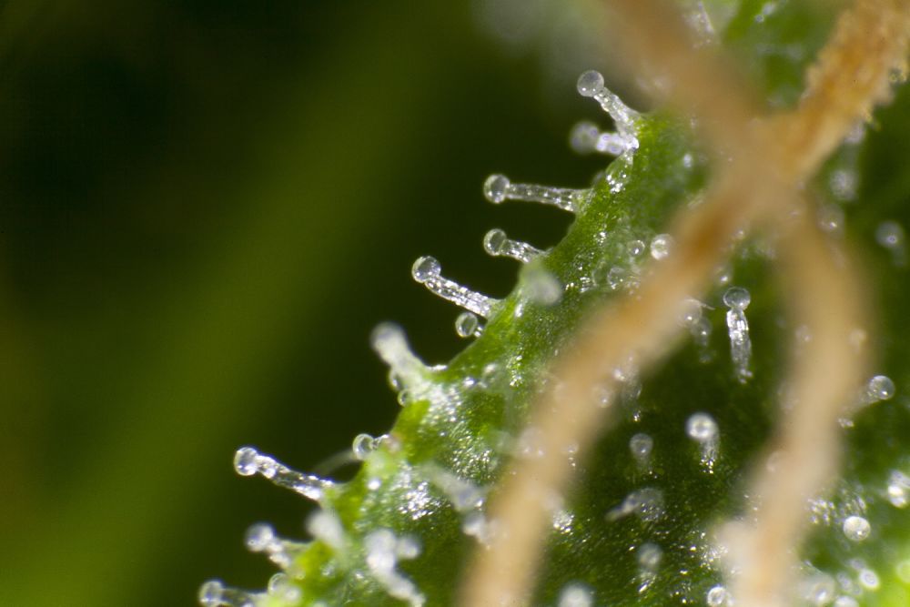 Trichomes avec résine transparente, cette Cheesy Auto n’est pas encore mûre