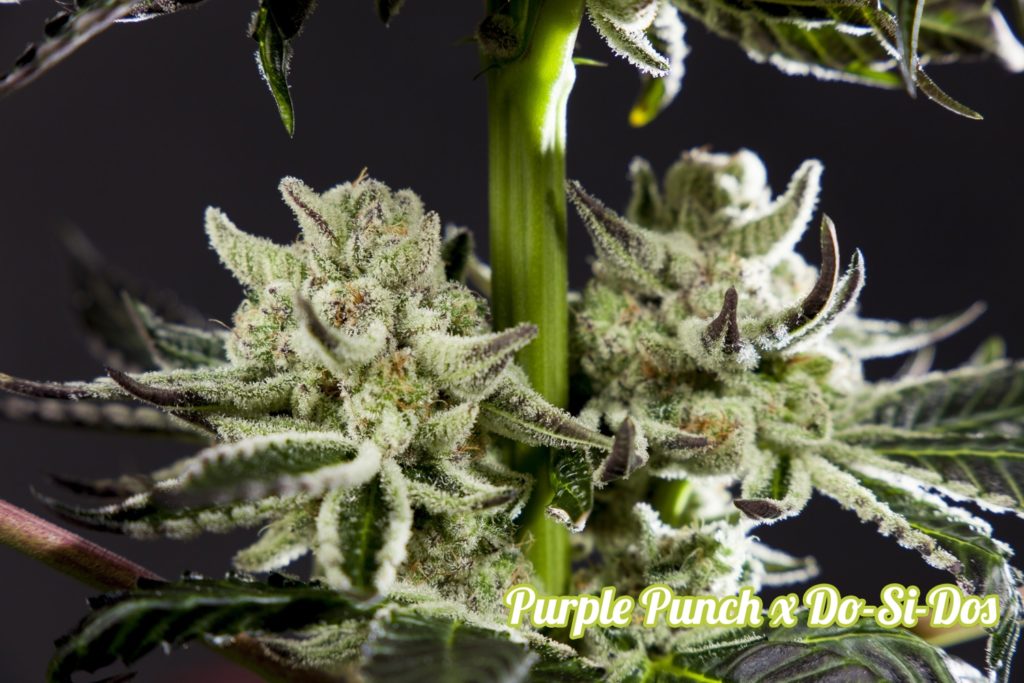 Purple Punch resin