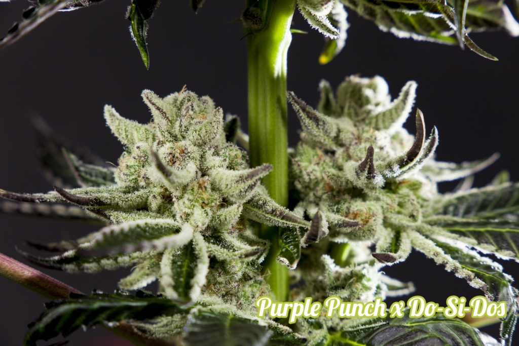 Purple Punch x Do-si-Dos carregada de resina 