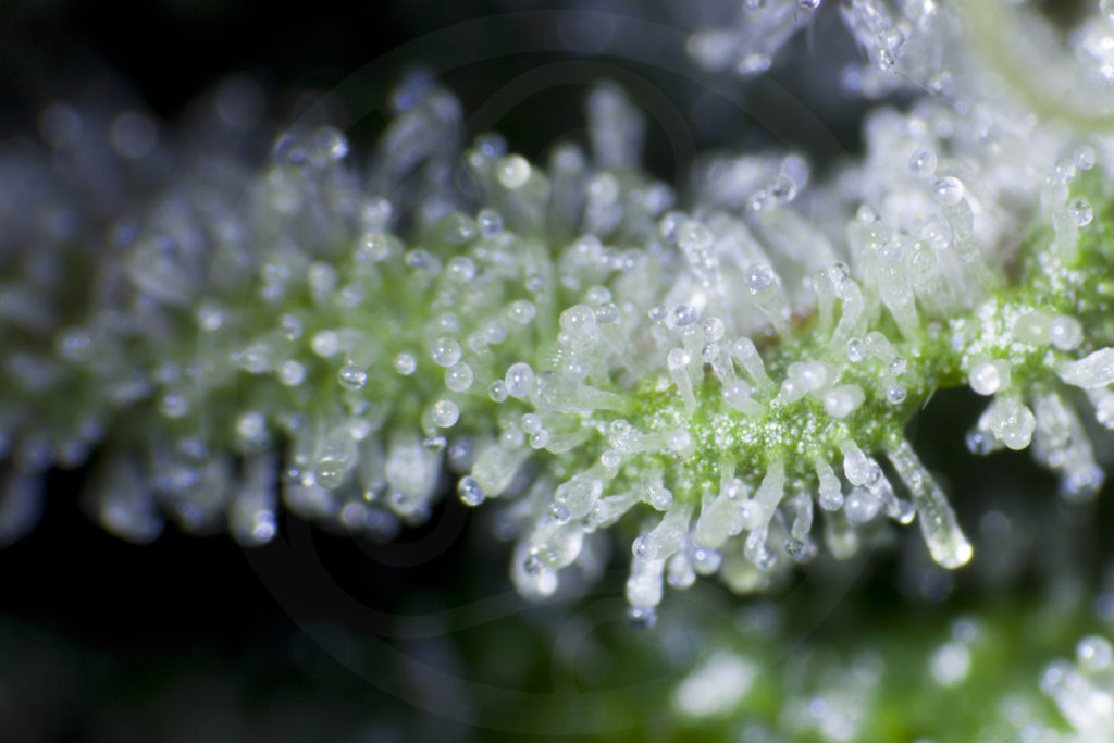 Trichomes de cannabis