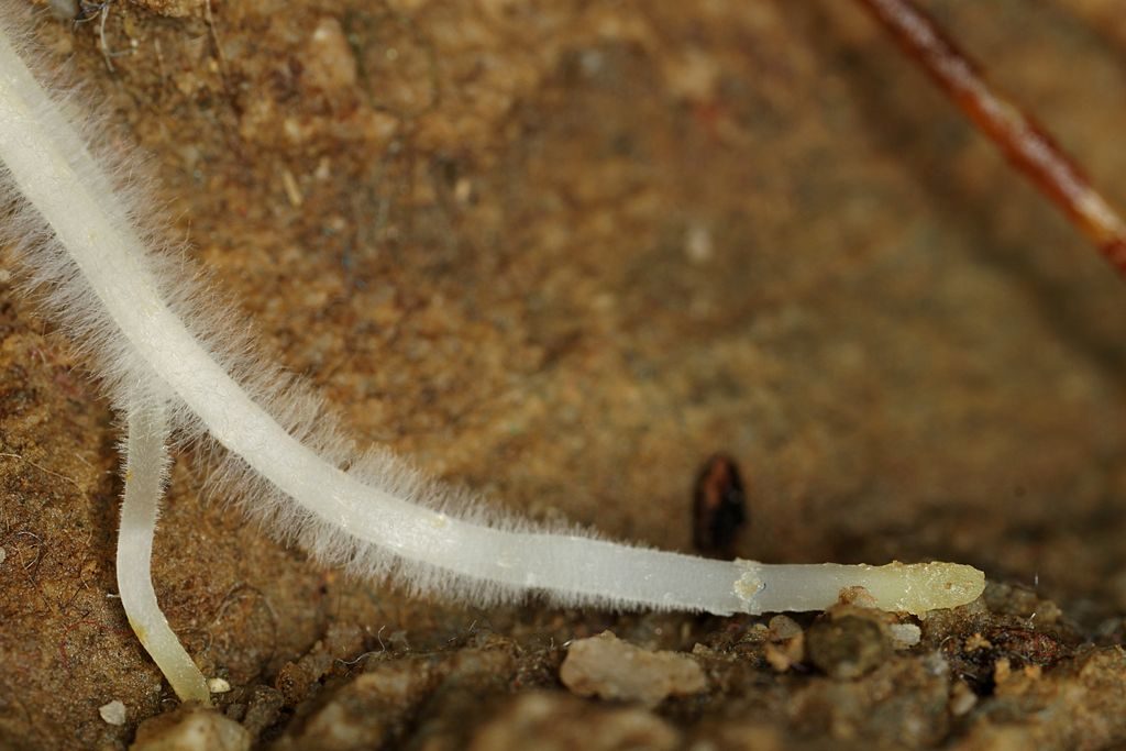 Mycorrhizal fungi establish a symbiotic relationship with the roots