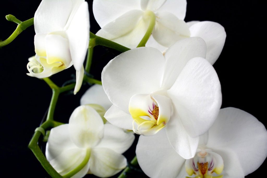 Orchids need beneficial fungi to survive