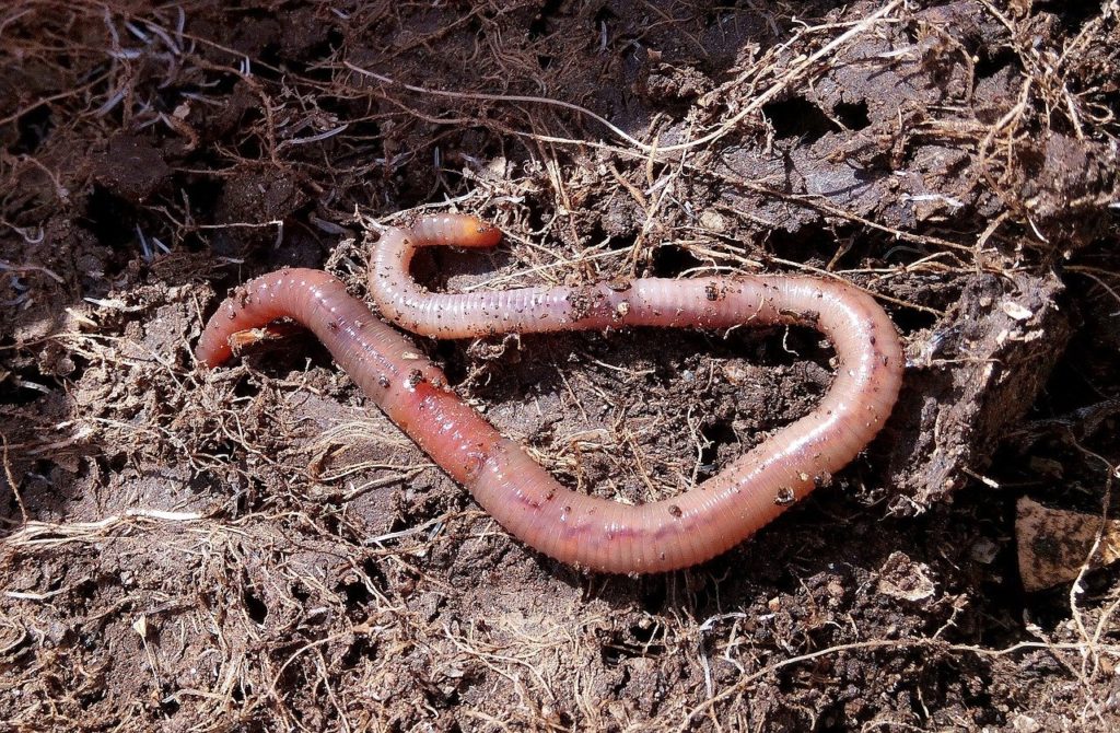 Earthworms play an important role in plant nutrition