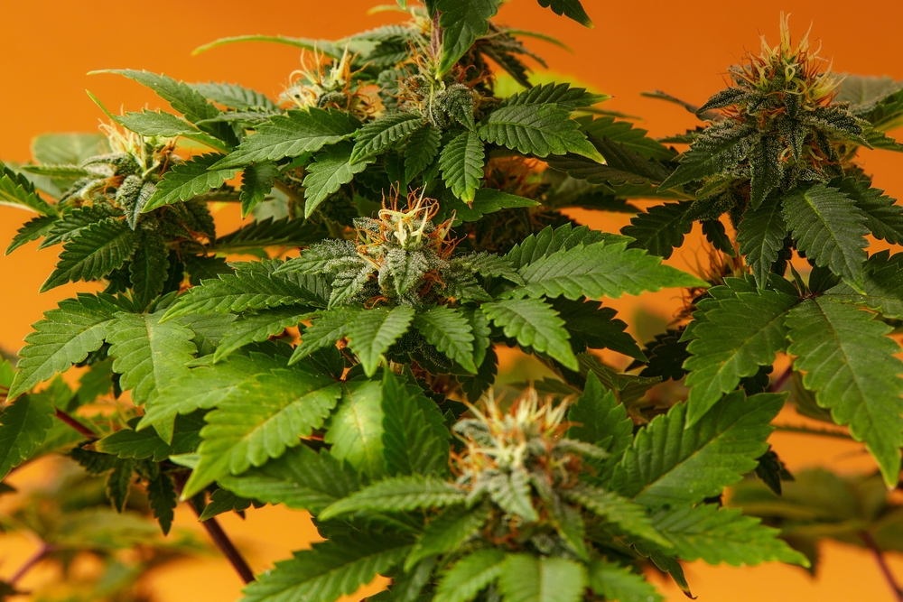Growing automatic plants in mother plant cabinets- Philosopher Seeds