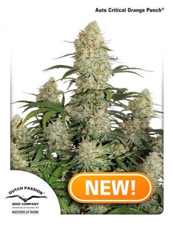 Auto Critical Orange Punch