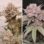 Slush Mint Cake