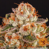 Purple Punch