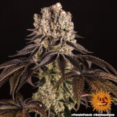 Purple Punch