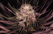 Mimosa Evo