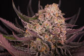 Mimosa Evo