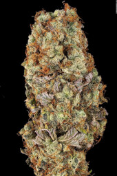Tropicanna Banana