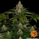 Shiskaberry