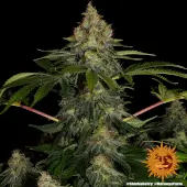 Shiskaberry